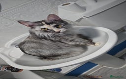 Maine Coon cats for sale: 2 beautiful maine Coon cats  - Image 2