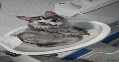 Maine Coon cats - Advert 8