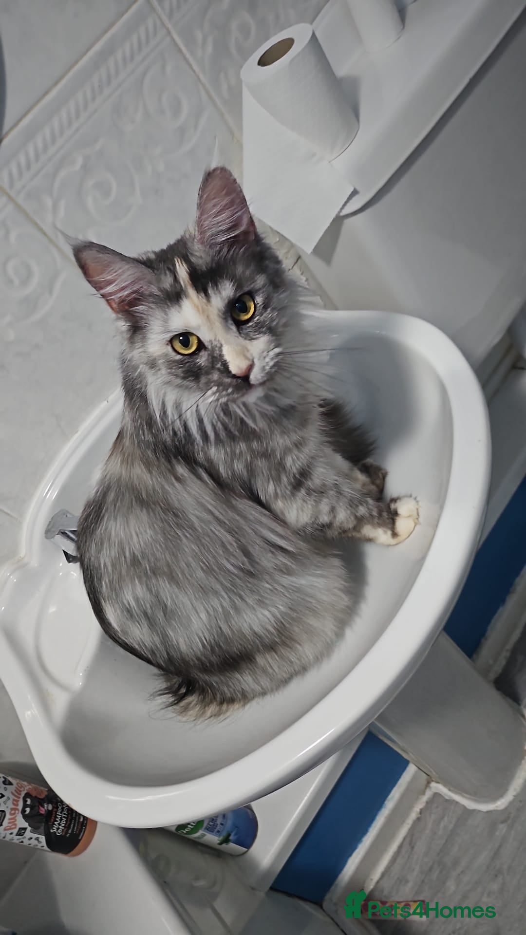 Maine Coon cats for sale: 2 beautiful maine Coon cats  - Image 2
