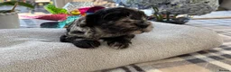 Cockapoo dogs for sale: 🐾❤️ Exceptional F1 Cockapoo Puppies ❤️🐾 - Advert 3