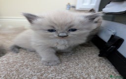 Ragdoll cats for sale: 4 gorgeous ragdoll kittens  - Image 7
