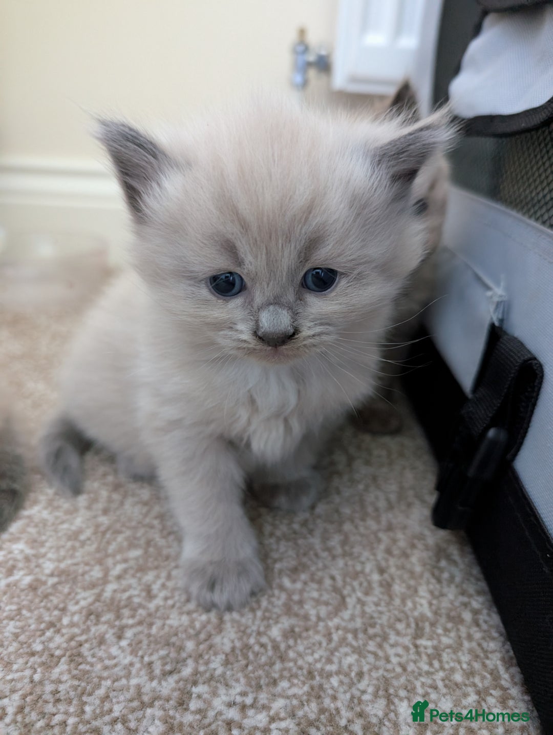 Ragdoll cats for sale: 4 gorgeous ragdoll kittens  - Image 7