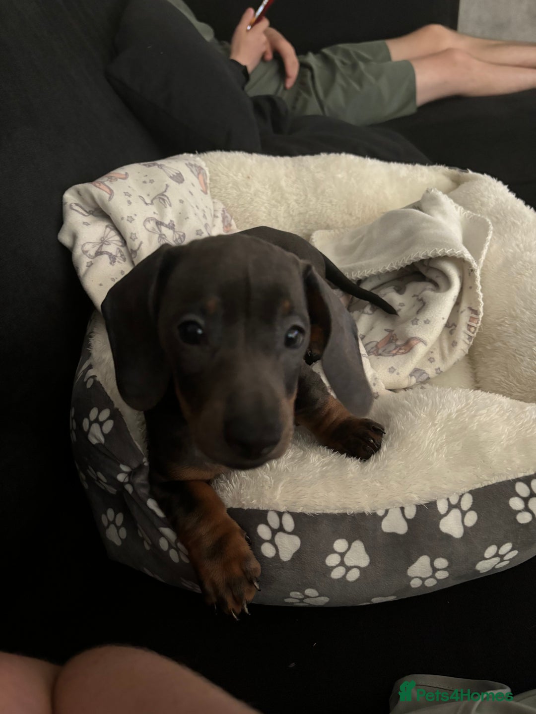 Miniature Dachshund dogs for sale: Miniature daschund please read caption  - Image 2