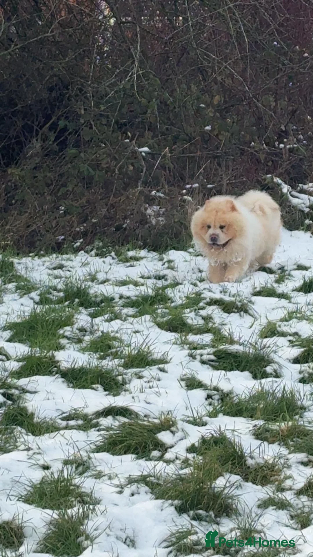 Chow Chow dogs for sale: 5 Year Old Chow Chow Male Needs A Home - Advert 2