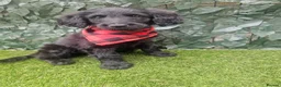 Goldendoodle dogs for sale: Beautiful f1 Goldendoodles  - Advert 24