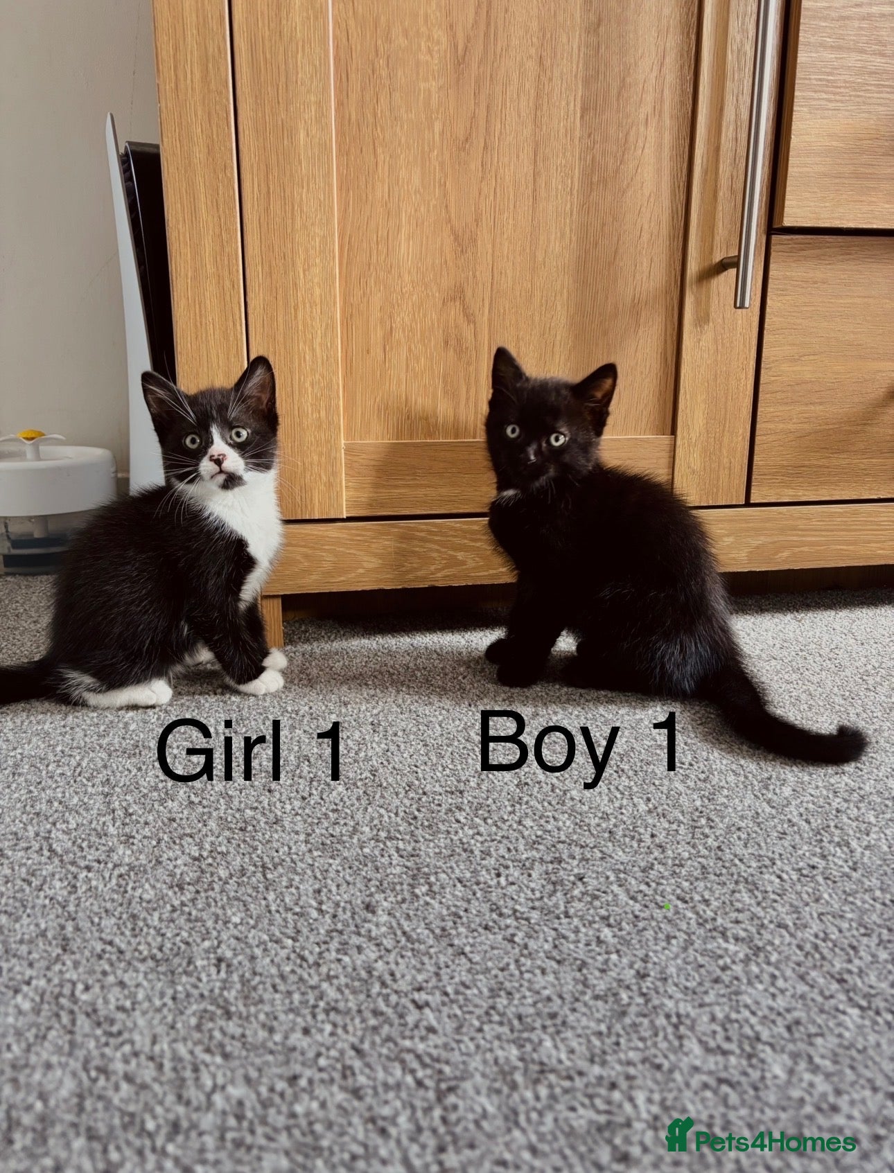 Domestic Shorthair cats Beautiful Kittens - Ready Now - Advert 1