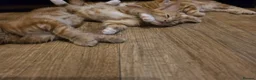 Mixed Breed cats for sale: Cute kittens looking for a new home  - Advert 28