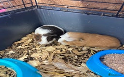 Guinea Pig rodents for sale: Lots of lovely baby guinea pigs - Image 17