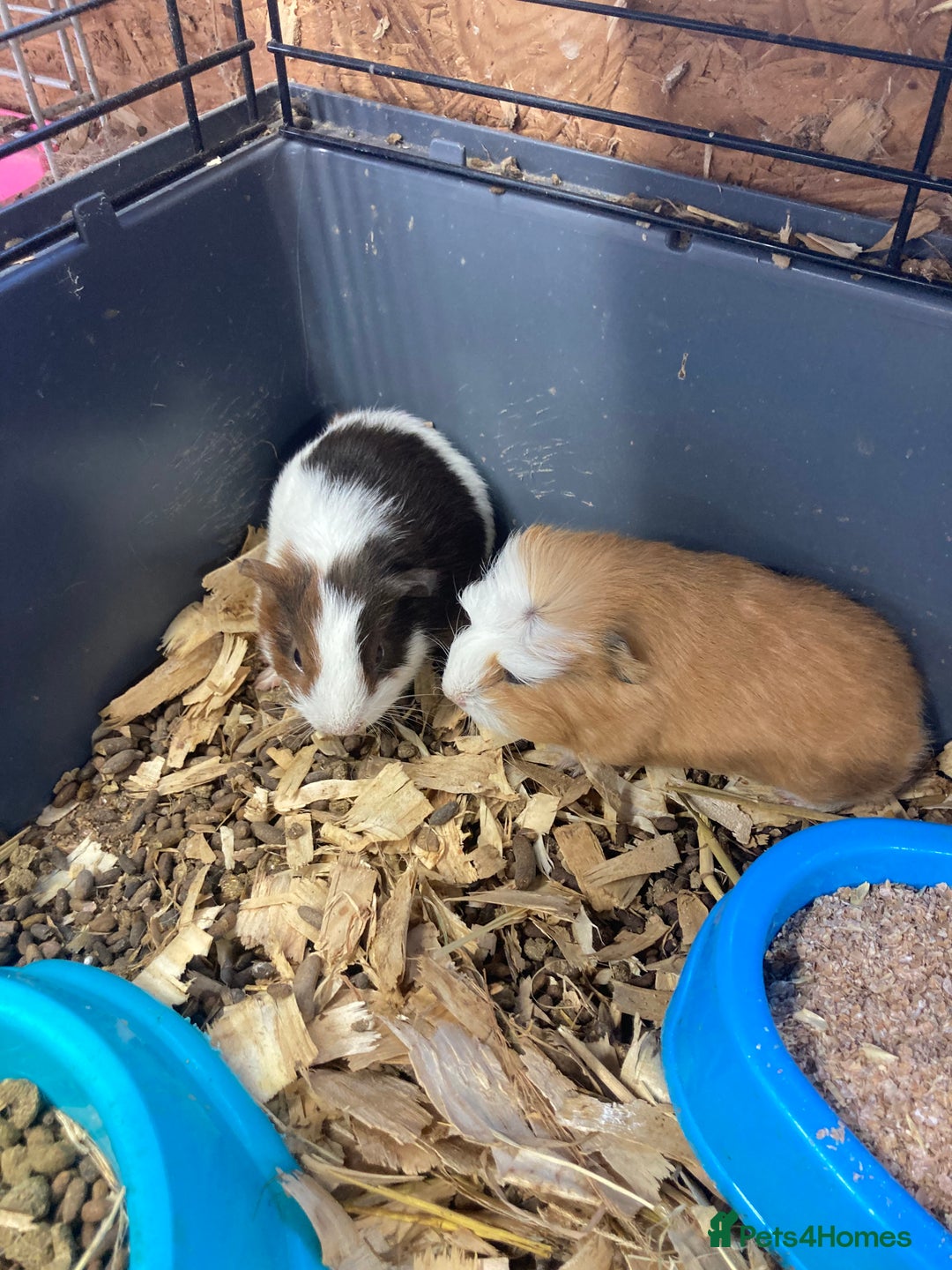 Guinea Pig rodents for sale: Lots of lovely baby guinea pigs - Image 17