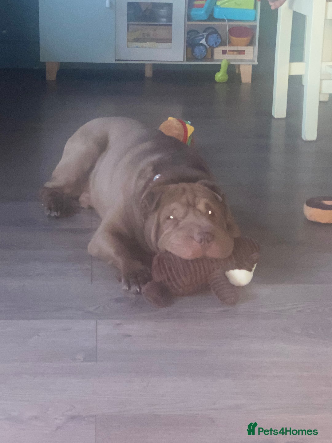 Shar Pei dogs for sale: KC registered beautiful and loyal Shar Pei - Image 4
