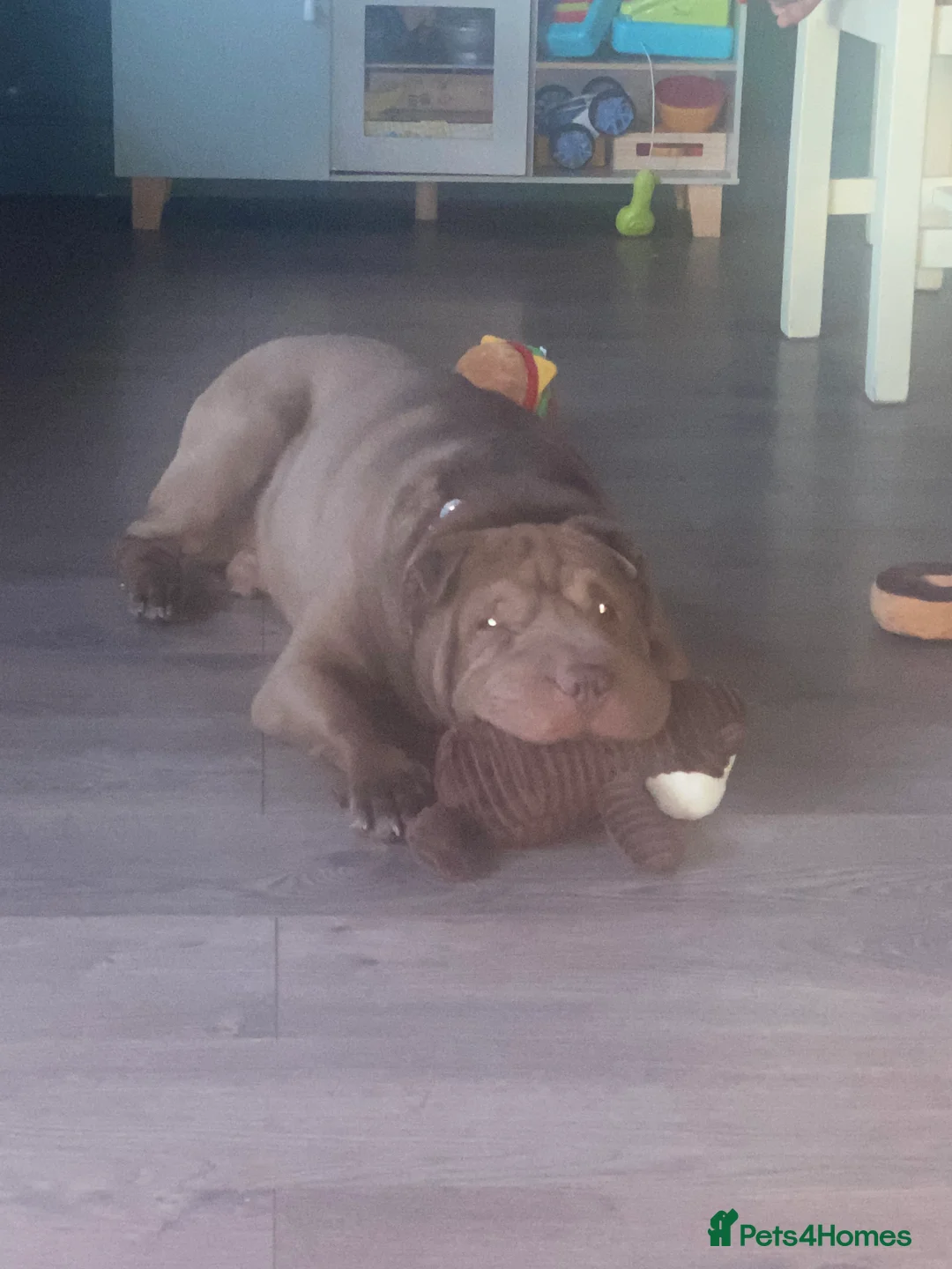 Shar Pei dogs for sale: KC registered beautiful and loyal Shar Pei - Advert 3