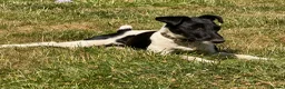 Fox Terrier dogs for adoption: Pixel aka Jumper – Female Fox Terrier - Advert 5