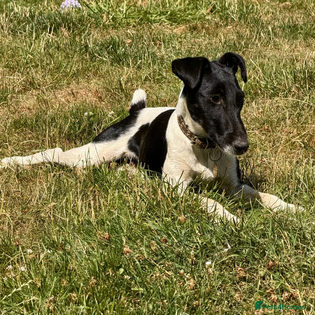 Fox Terrier dogs for adoption: Pixel aka Jumper – Female Fox Terrier - Advert 5