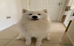 Samoyed dogs for sale: Samoyed puppies  - Image 18