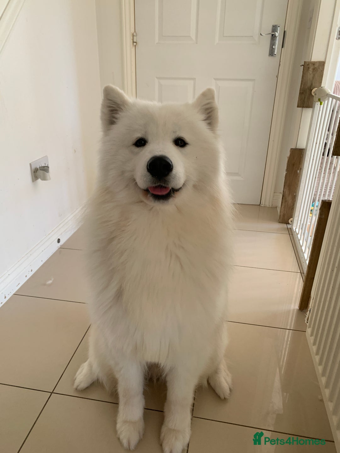 Samoyed dogs for sale: Samoyed puppies  - Image 18