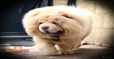 Chow Chow dogs in Cheltenham - Advert 5