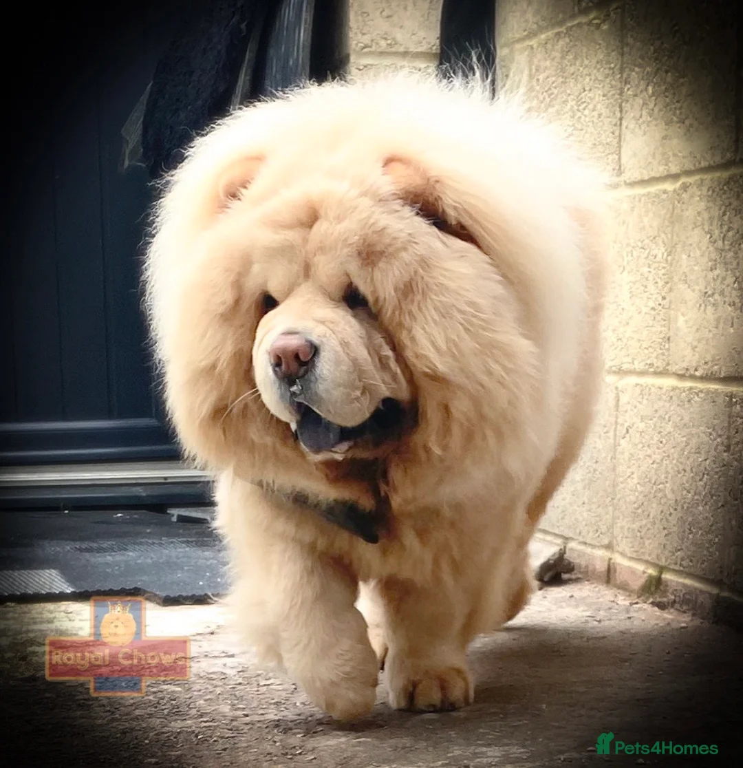 Chow Chow dogs for stud: SUMO- lilac, chocolate, rainbow producer in Cheltenham - Advert 3