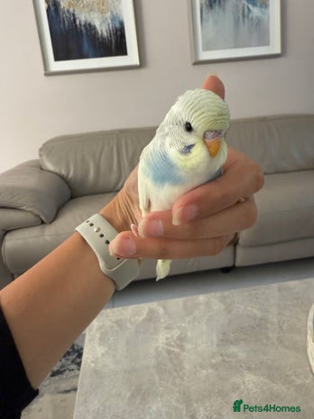Budgerigars birds - Advert 16