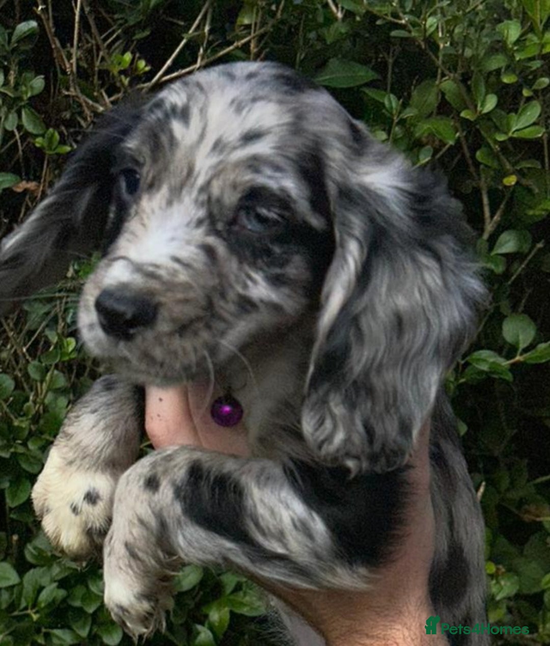 Cocker Spaniel dogs for sale: 3 beautiful working cocker spaniel puppies  - Image 12
