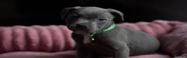 Staffordshire Bull Terrier 1