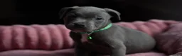 Staffordshire Bull Terrier dogs for sale: KC Staffy Puppies - Advert 9