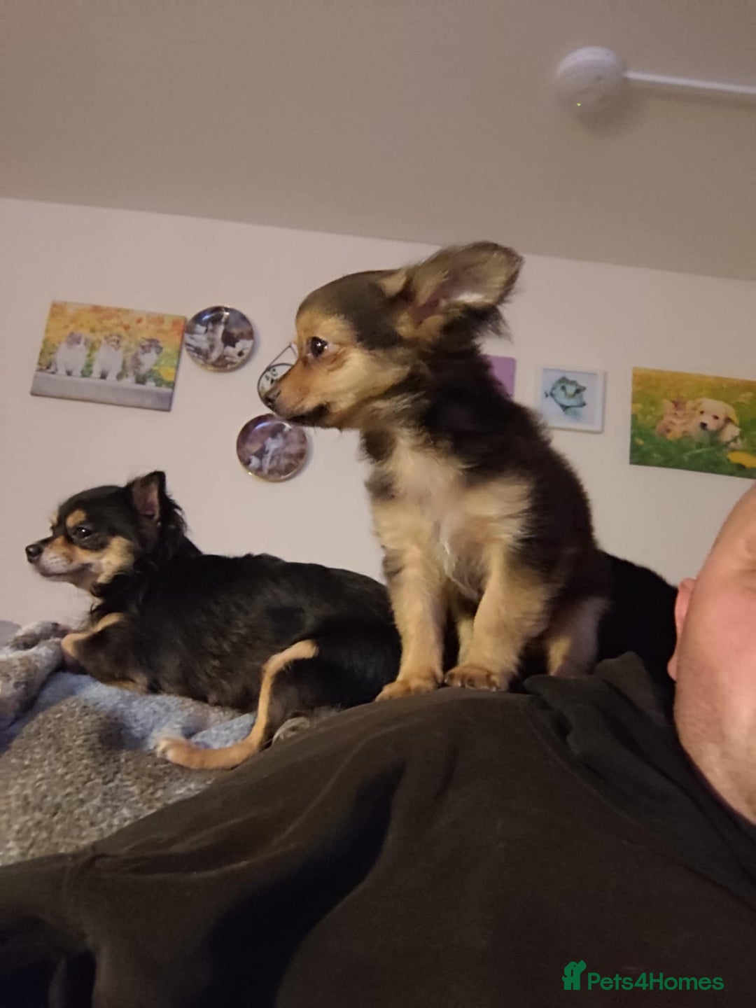 Pomchi dogs for sale: beautiful Pomchi pup - Image 3