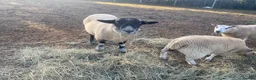 Sheep livestock for sale: Suffolk Ram - Advert 6