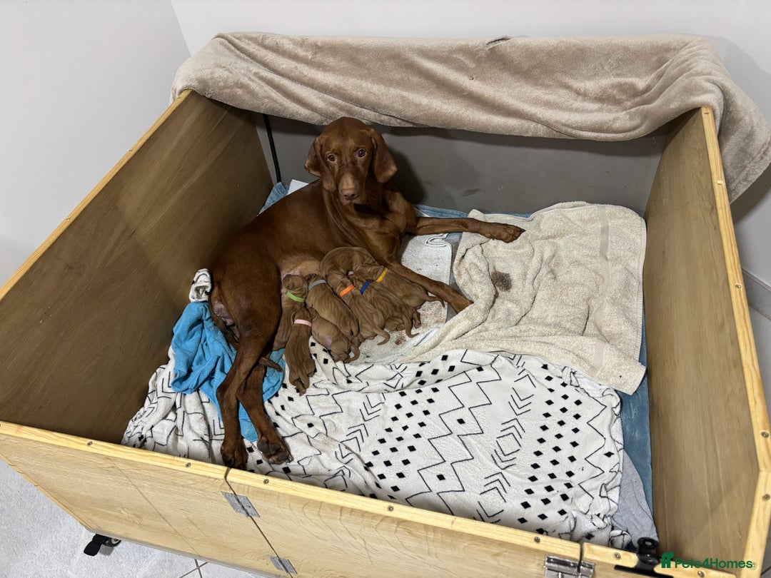Hungarian Vizsla dogs for sale: Vizsla puppies. Great lineage and super low COI. - Advert 2