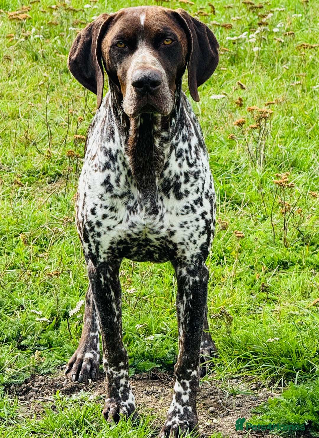 German Shorthaired Pointer dogs for stud: For Stud GSP Liver & White in Bracknell - Image 1
