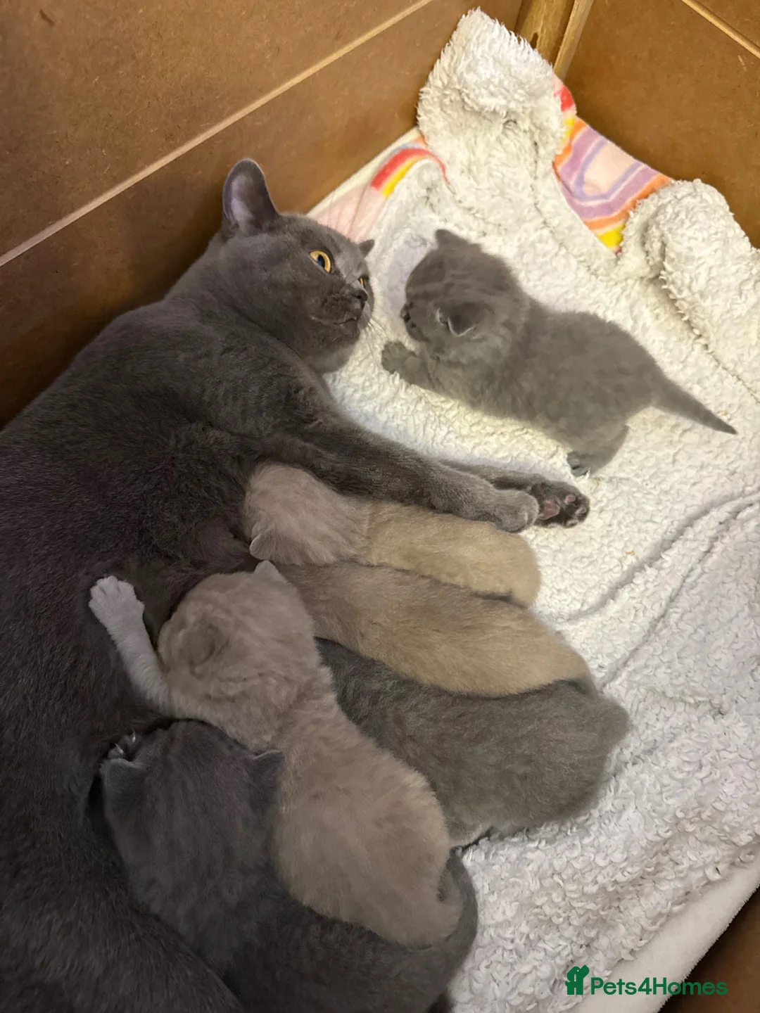 British Shorthair cats for sale: Stunning British shorthair kittens  - Advert 2