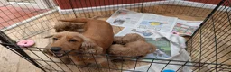 Cockapoo dogs for sale: DNA Clear F1 Red Toy Cockapoo Puppies  - Advert 12