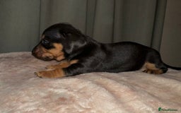 Dachshund dogs for sale: Dachshund puppies  - Image 1