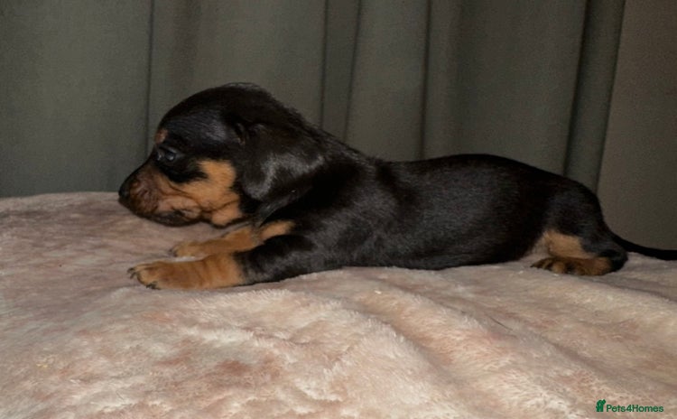 Dachshund dogs - Advert 13