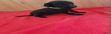 Doxiepoo 4