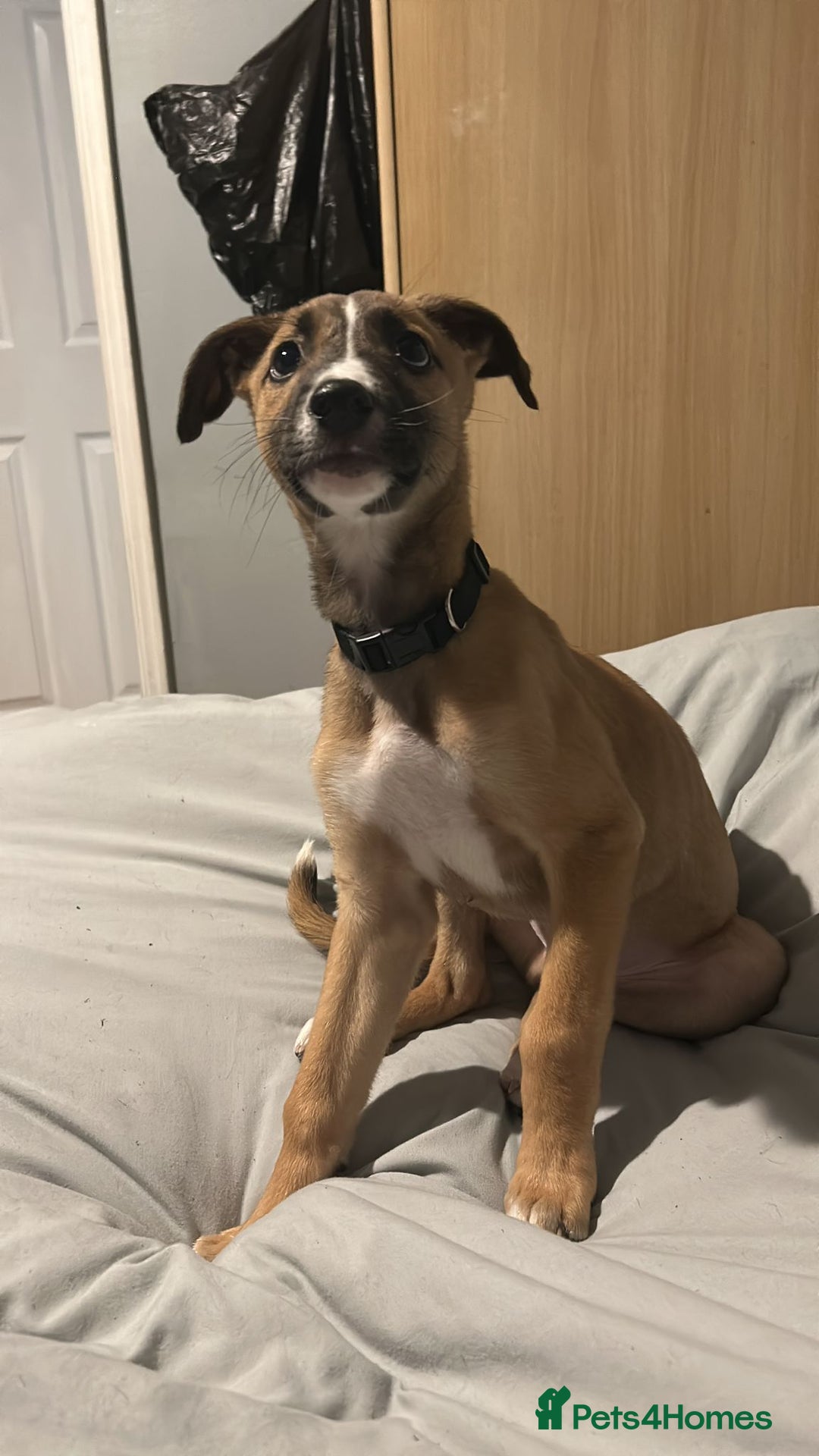 Mixed Breed dogs for sale: Collie bull greyhound puppies - Image 3