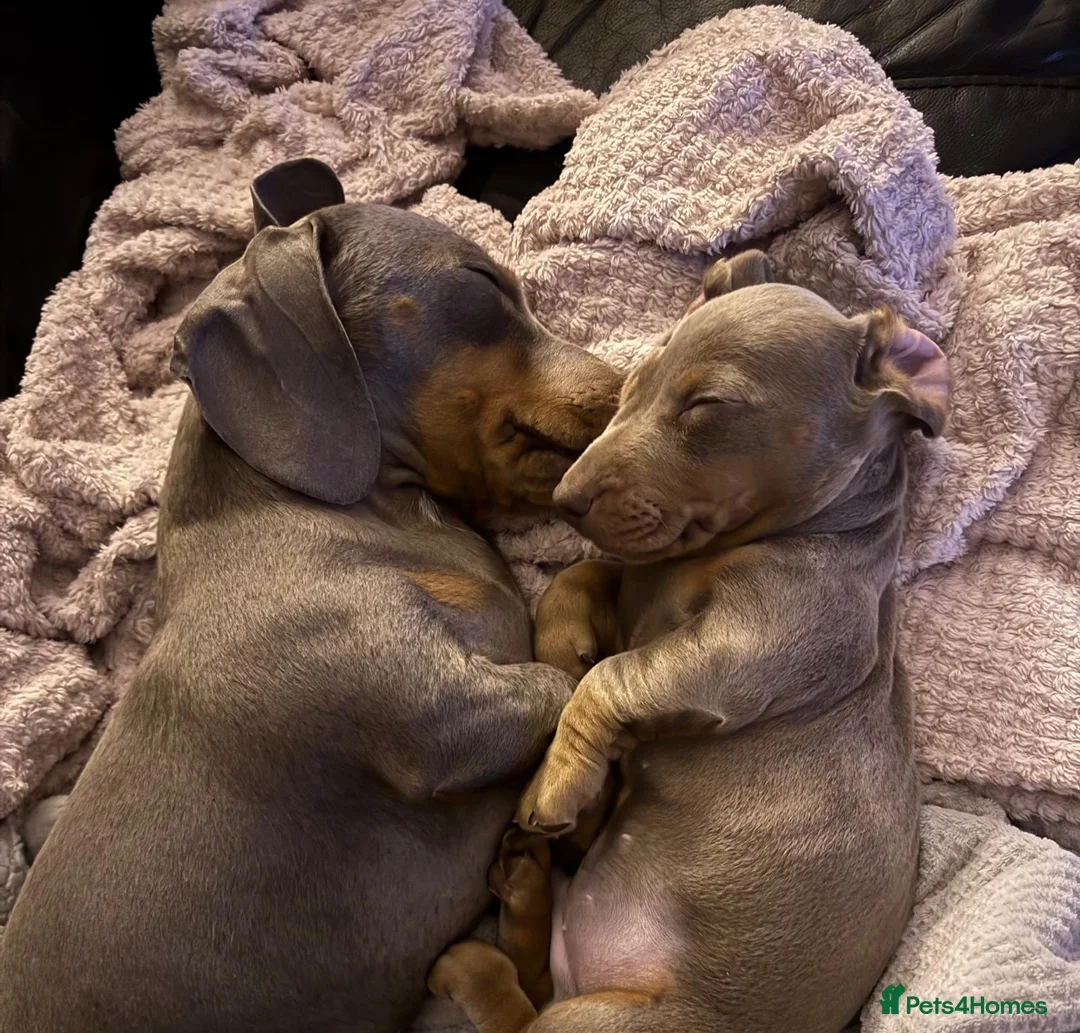 Miniature Dachshund dogs for stud: Miniature daschund stud  - Advert 2