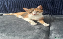 Mixed Breed cats for sale: 5 beautiful, inquisitive fluffy kittens - Image 19
