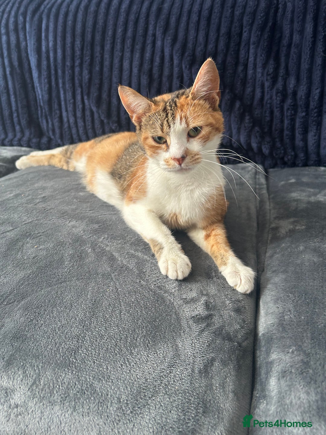 Mixed Breed cats for sale: 5 beautiful, inquisitive fluffy kittens - Image 19