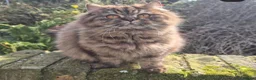 British Shorthair cats for sale: 🧡STUNNING TABBY BSH-MUM IMPORTED FROM FRANCE🇫🇷  in Tadworth - Advert 14