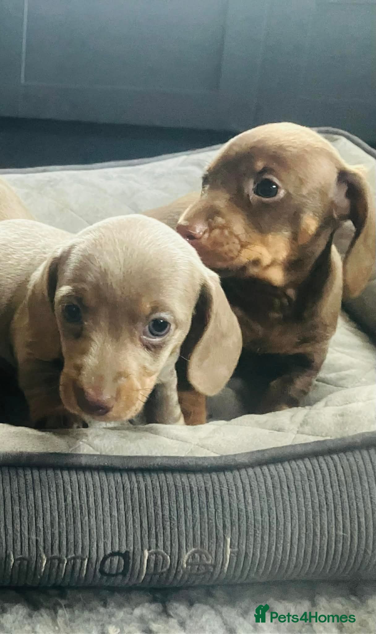 Miniature Dachshund dogs READY NOW PRA Cord 1, DM, OI Clear Mini Daxies - Advert 13