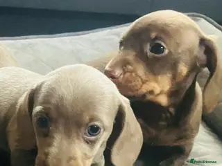 Miniature Dachshund dogs READY NOW PRA Cord 1, DM, OI Clear Mini Daxies - Advert 13