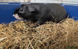 Guinea Pig rodents for sale: Handsome Hank  - Image 2