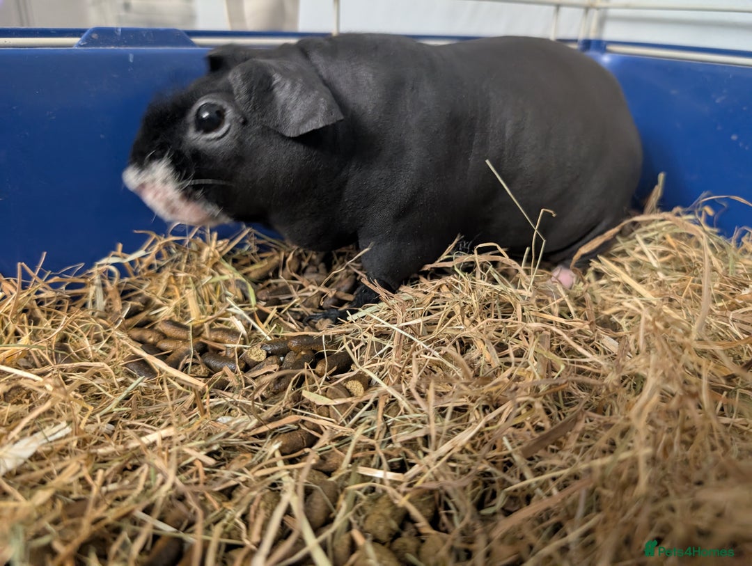 Guinea Pig rodents for sale: Handsome Hank  - Image 2