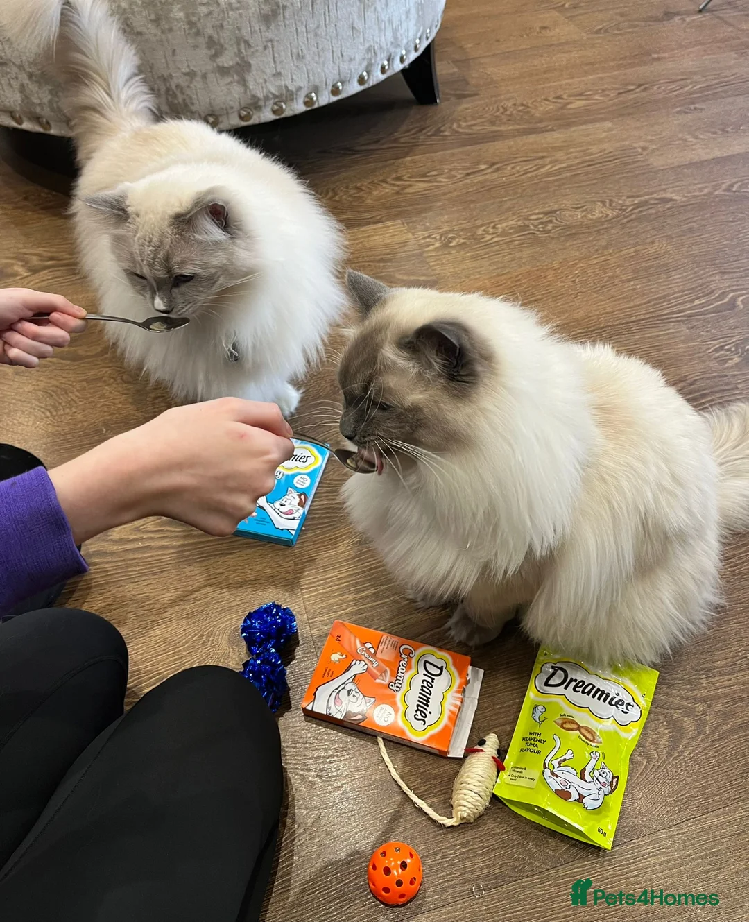Ragdoll cats for stud: G.Champion✅GCCF/TICA Reg✅FIV/FELV/DNA✅Ragdoll stud in London - Advert 34