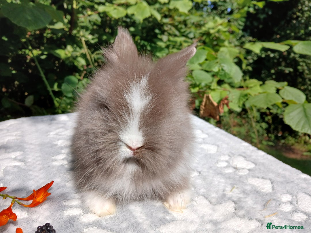 Lionhead rabbits for sale: Stunning DM Lionhead baby rabbits  - Image 4