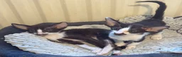 Oriental cats for sale: GCCF Oriental kittens  - Advert 4