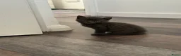 British Shorthair cats for sale: British shorthair mixed kittens looking for homes - Advert 23