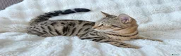 Bengal cats for sale: Beautiful Bengal Cross Female  - Advert 4