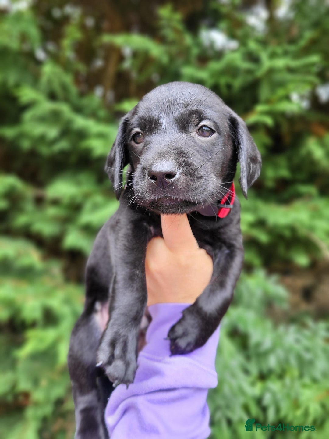 Labrador Retriever dogs for sale: Kc labrador puppies  - Image 20