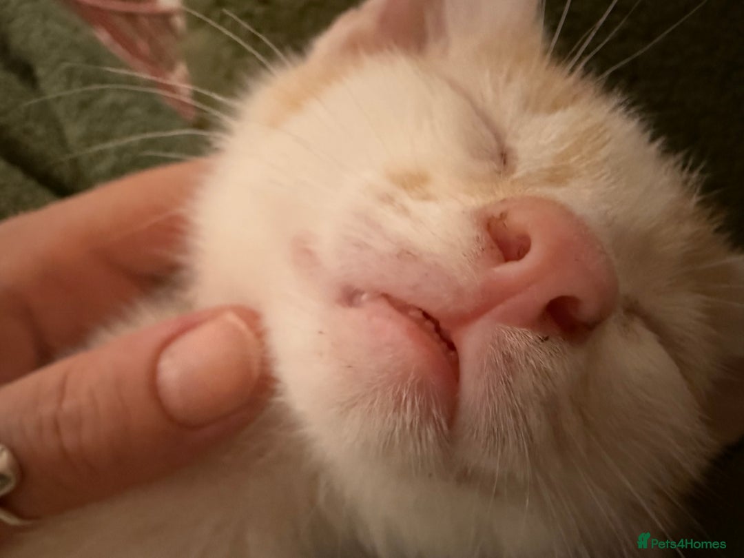 Oriental cats for sale: The Cutest Babies Hand Reared From 2 Weeks - Image 22